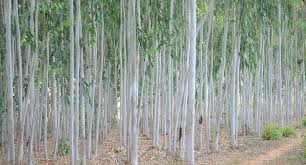 विरुवा होइन, रुख रोप्ने गण्डकी प्रदेशको तयारी