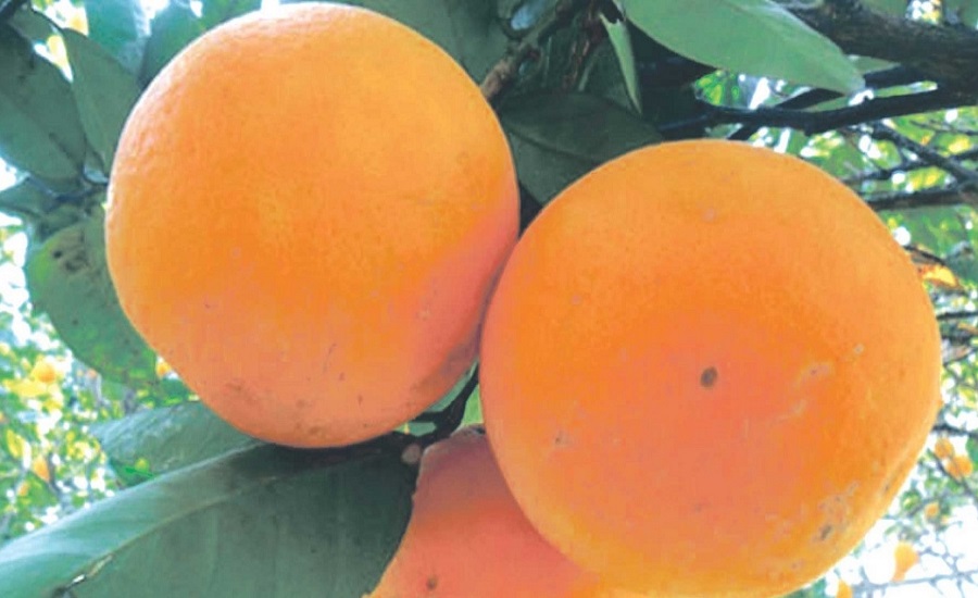 जुनार सर्किएर १ जनाको मृत्यु