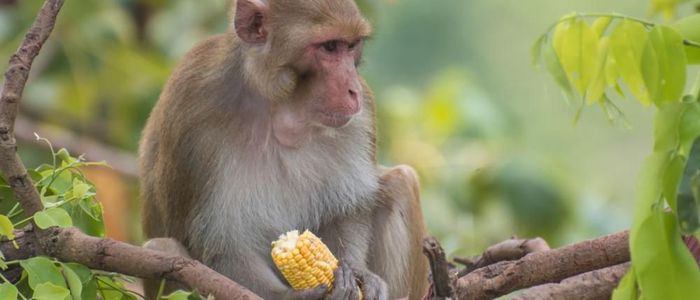 बाँदर नियन्त्रण गर्न बजेट विनियोजन