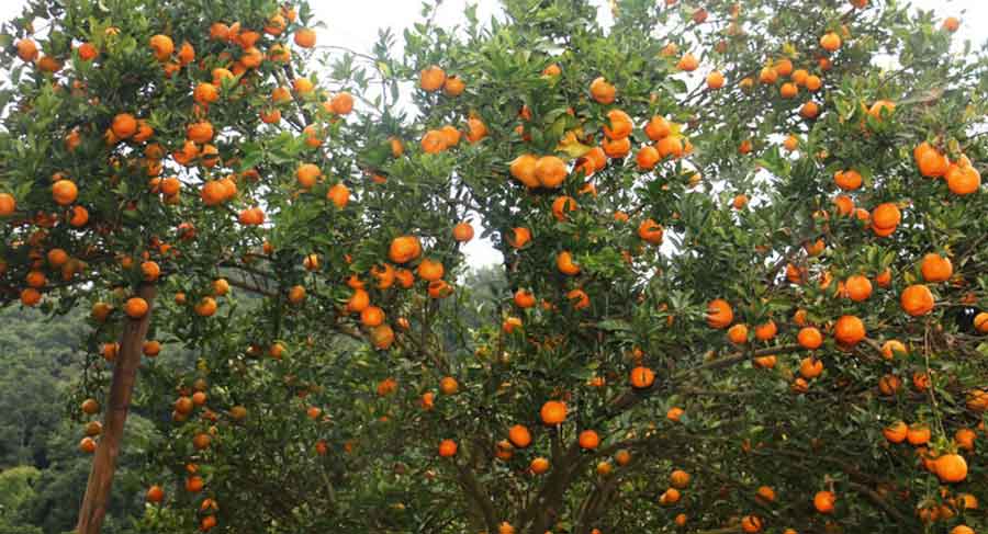 बागलुङमा सुन्तला उत्सव शुरु