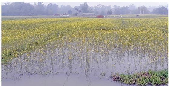 हिउँदे वर्षात्ले तरकारीमा क्षति