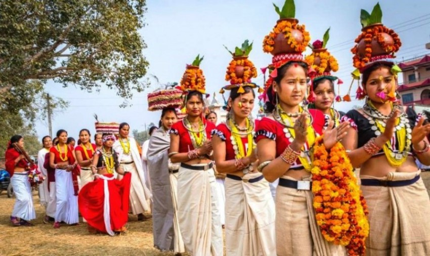 मिथिलामा ‘लाई’ बटार्ने मौसम