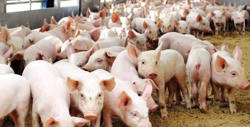 कोरियामा भन्दा बङ्गुरपालनमै बढी आम्दानी