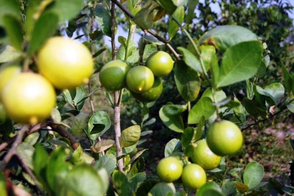 सुपारी बगान भित्र कागती खेती फस्टाउँदो