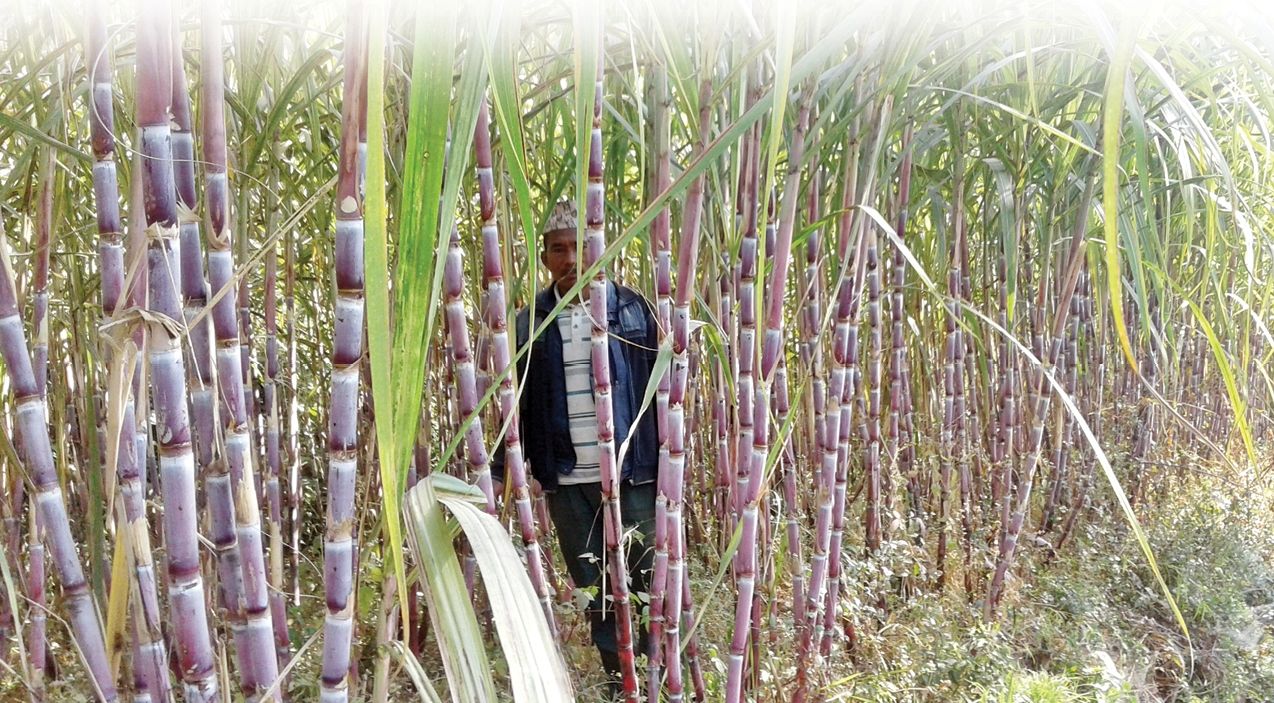 उचित मूल्य नपाउँदा उखु किसान मर्कामा