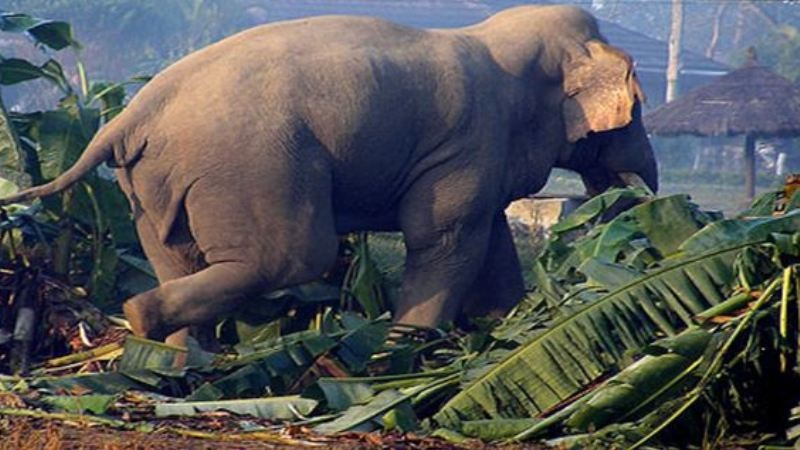 जङ्गली हात्तीको आतङ्क, विचल्लीमा हात्तीपीडित