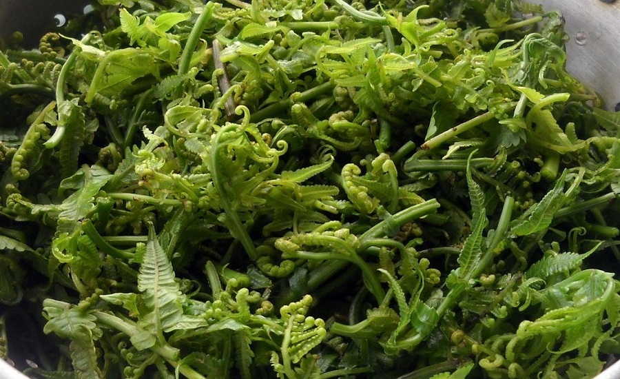 स्वास्थ्यका लागि कतिको पोषिलो निगुरो साग ?