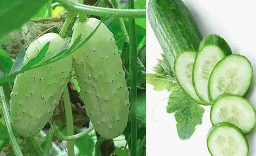 काँक्रोः अनेक समस्याको एउटै समाधान