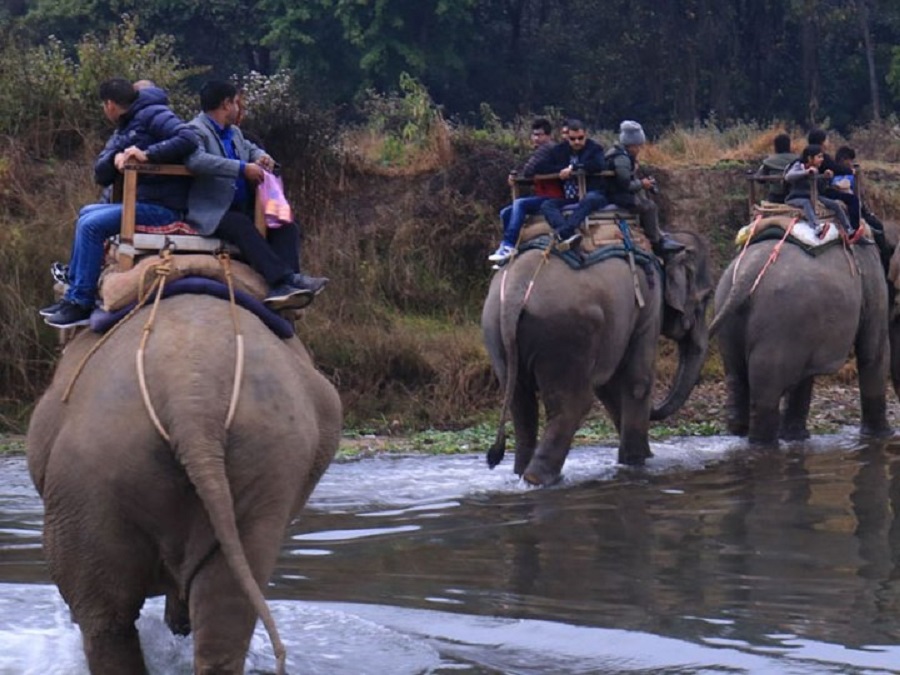 हात्ती सफारी र डुङ्गा सयरको आनन्द उठाउँदै पर्यटक