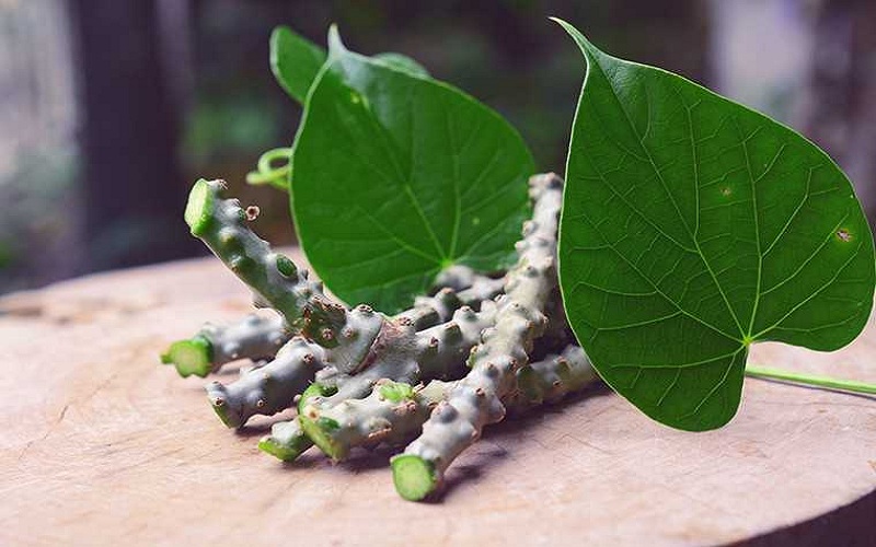 औषधिय गुणले भरिपूर्ण गुर्जो